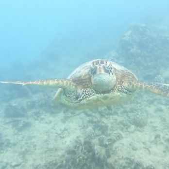 Island Splash Tours - Boat Tours Near Me - Honolulu, Hawaii Island Splash Tours - Boat Tours Near Me - Honolulu, Hawaii