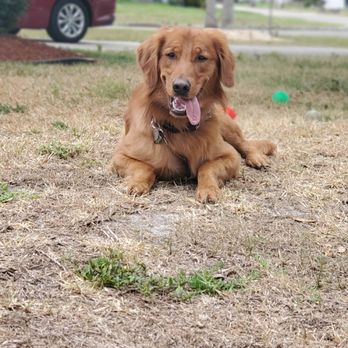 John Walton's School For Dogs - Pet Training Near Me - Sarasota, Florida