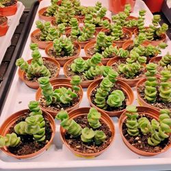Canadian Tire - Cute succulents. $5.49