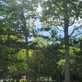 South Shore Tree - Tree Services Near Me South Shore Tree - Tree Services Near Me