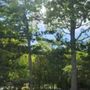 Photo of South Shore Tree