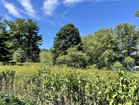 Fresh Pond by null