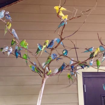 Indianapolis Zoo - Budgies in the interactive bird area. - Zoos Near Me - Indianapolis, Indiana Indianapolis Zoo - Budgies in the interactive bird area. - Zoos Near Me - Indianapolis, Indiana