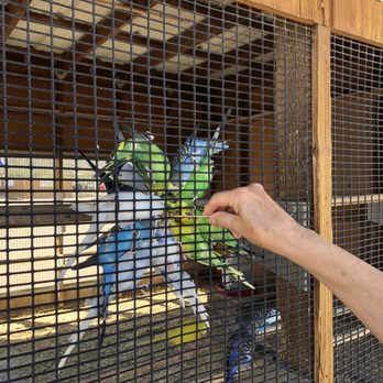 Rooster Cogburn Ostrich Ranch - Petting Zoos Near Me - Picacho, Arizona Rooster Cogburn Ostrich Ranch - Petting Zoos Near Me - Picacho, Arizona