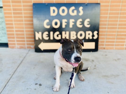 Neighbors Dog Park & Cafe by null