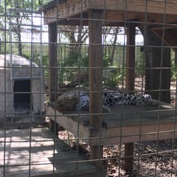 Can You Visit Big Cat Rescue in Tampa: Ultimate Guide 2025