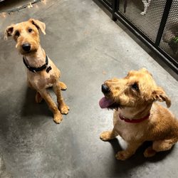 Fuzzybutz - Finn and Shea looking good.