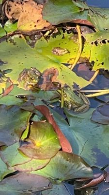Tangled Garden by null