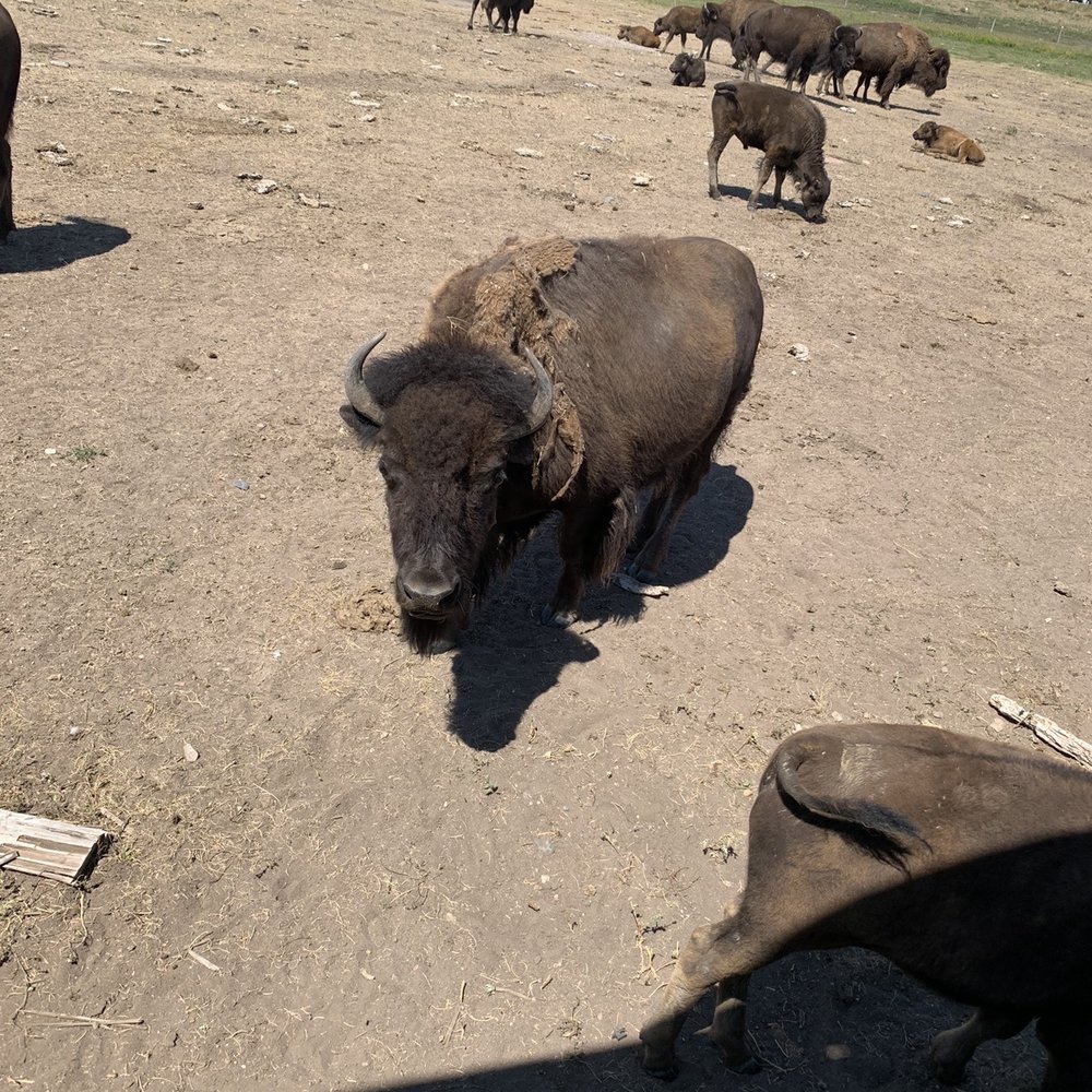 Terry Bison Ranch Resort - Wonderful animals - Venues & Event Spaces Near Me - Cheyenne, Wyoming Terry Bison Ranch Resort - Wonderful animals - Venues & Event Spaces Near Me - Cheyenne, Wyoming