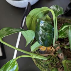 Kubode - What i received
