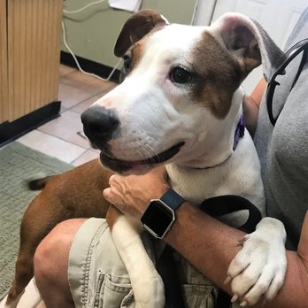 Voorhees Animal Orphanage - Pippa!  We found our new furry family member with VAO's help. #grateful - Animal Shelters Near Me - Voorhees, New Jersey