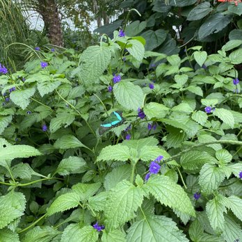 Niagara Parks Butterfly Conservatory - A blue butterfly - Zoos Near Me - Niagara Falls, Ontario