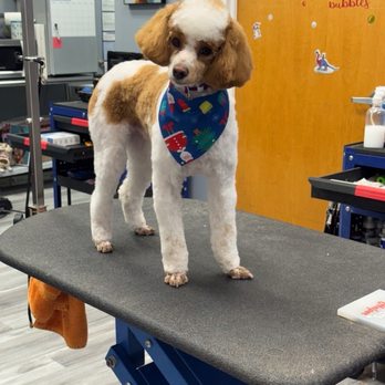 Paws and Spa Grooming - Pet Groomers Near Me - Centreville, Virginia