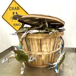 Haase's Crabs - Blue Crabs