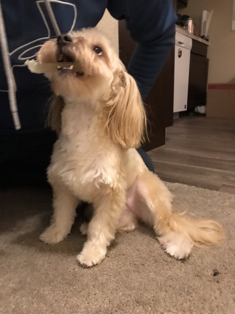 PUPPY LOVE PET GROOMING 14 Photos & 28 Reviews Pet Groomers 16300 Mill Creek Blvd, Mill