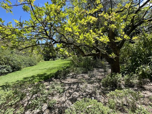 Adelaide Botanic Garden by null