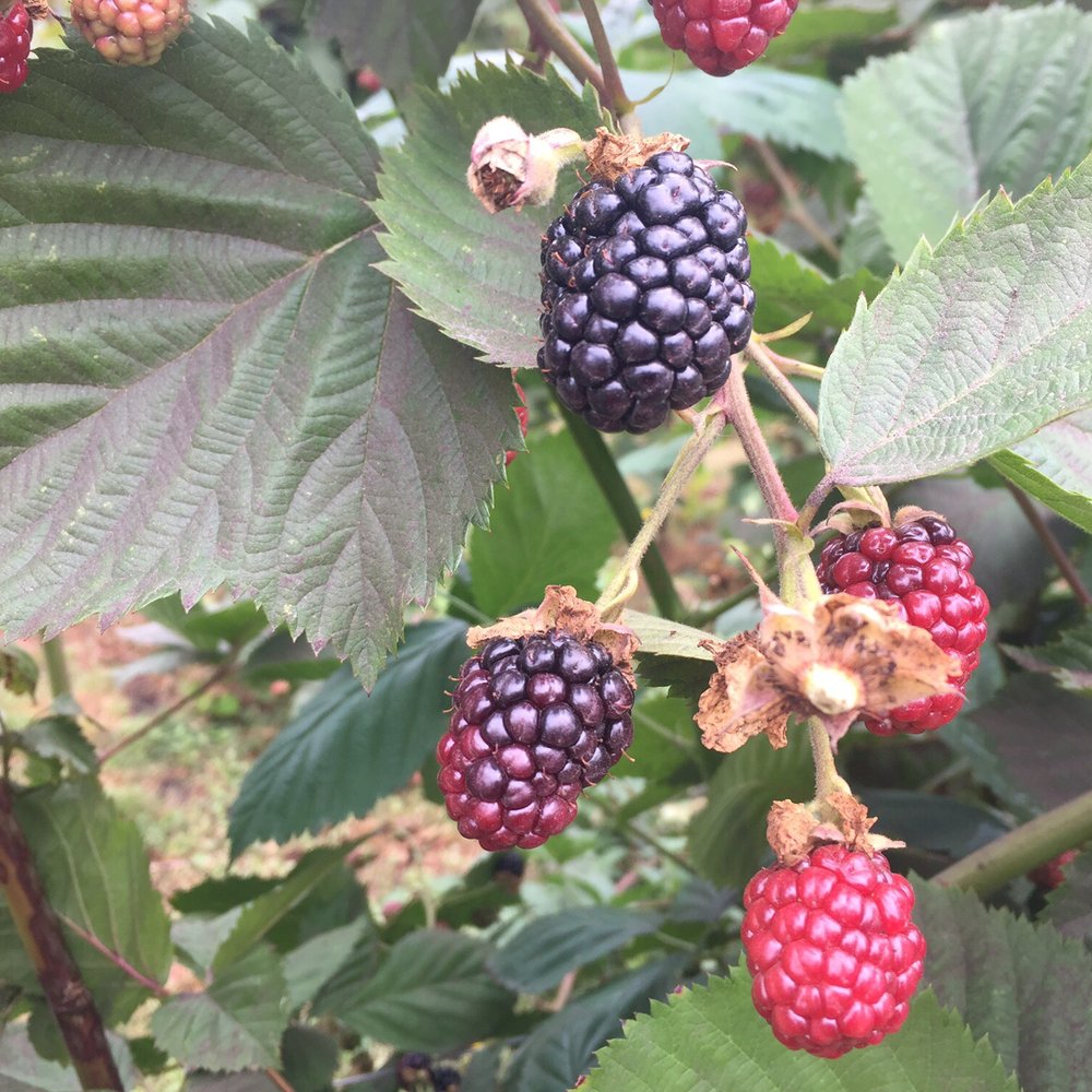 Valentina Farm - Farmers Market Near Me - Arlington, Washington