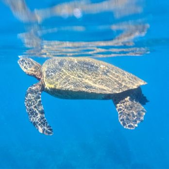 Sea Maui - So many turtles they'll sneak up on you and be arms length away. - Boat Charters Near Me - Lahaina, Hawaii