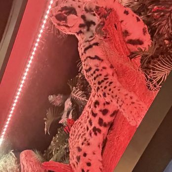 Hellbender - Love this artwork. - Mexican Near Me - Ridgewood, New York