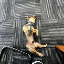 Select Auto Insurance - Yoga break