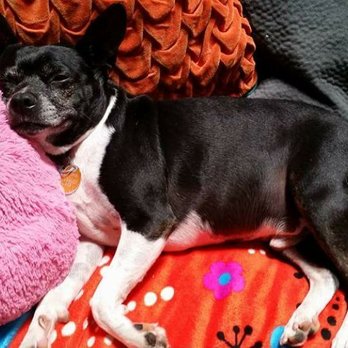 Heartbeats at your Feet Pet Services - After a fun afternoon at Heartbeats at your Feet!!! - Pet Sitting Near Me