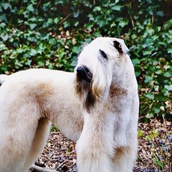 happy canine staten island