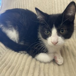 Kitty