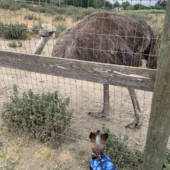 Ostrichland USA - Attraction Farms Near Me - Solvang, California Ostrichland USA - Attraction Farms Near Me - Solvang, California