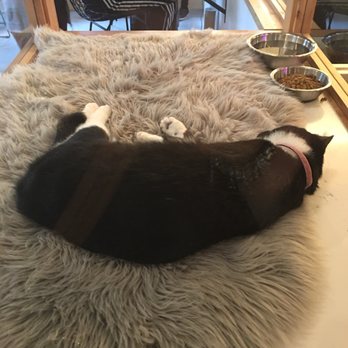 NEKO: A Cat Cafe - Themed Cafes Near Me - Seattle, Washington