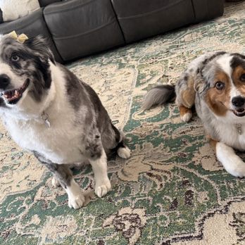 Cookies N Clean - My 2 puppy's - Pet Groomers Near Me - Phoenix, Arizona Cookies N Clean - My 2 puppy's - Pet Groomers Near Me - Phoenix, Arizona