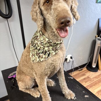 Taylor Made Grooming - Pet Groomers Near Me - Redding, California Taylor Made Grooming - Pet Groomers Near Me - Redding, California