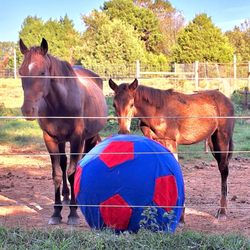 Haffey Dressage - Horses play soccer