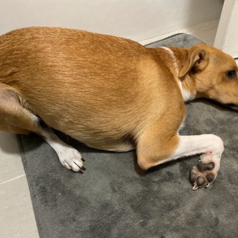 VEG ER for Pets - Emergency Pet Hospital Near Me - Clifton, New Jersey VEG ER for Pets - Emergency Pet Hospital Near Me - Clifton, New Jersey
