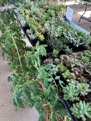 Oakland County Farmer's Market by null