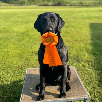 Red River Kennels - Pet Training Near Me - Judsonia, Arkansas Red River Kennels - Pet Training Near Me - Judsonia, Arkansas