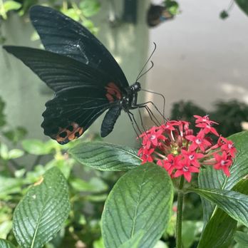 Connecticut Science Center - Butterflies from the butterfly room. - Museums Near Me - Hartford, Connecticut Connecticut Science Center - Butterflies from the butterfly room. - Museums Near Me - Hartford, Connecticut