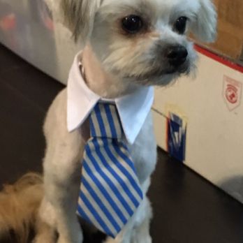 Runway Pet Grooming - He got nice and groomed for Christmas Day! - Pet Groomers Near Me - Orlando, Florida