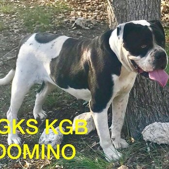 GatorGrip Kennels - GatorGrip Kennels : Alapaha Blue Blood Bulldogs - Pet Breeders Near Me
