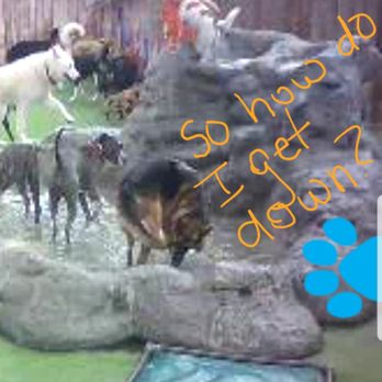 Camp Run-A-Mutt - Pet Sitting Near Me - Chula Vista, California