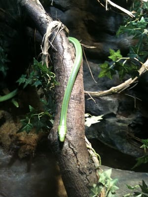 Cotswold Wildlife Park & Gardens by null