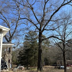 Alabama Tree Pros