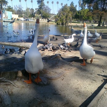 Lincoln Park - friendly ducks...or just hungry?? - Parks Near Me - Los Angeles, California Lincoln Park - friendly ducks...or just hungry?? - Parks Near Me - Los Angeles, California