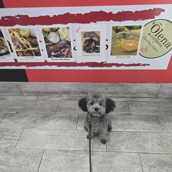 OlenaHi - My dog advertising lol - Salad Near Me - Honolulu, Hawaii