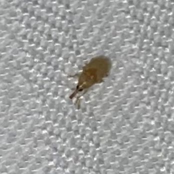 DoubleTree Resort by Hilton Hollywood Beach - Bedbugs? Smdh - Hotels Near Me - Hollywood, Florida