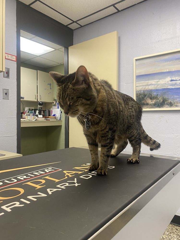 AMERICANA ANIMAL HOSPITAL Updated September 2024 10 Reviews 2007 N Church St, Greensboro