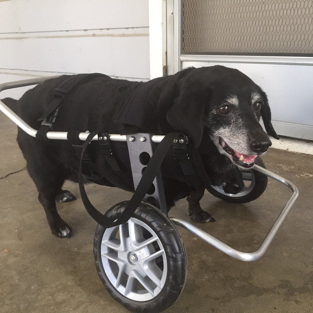 Ruff Rollin' Wheelchairs For Dogs - Layla's front support wheelchair from ruff rollin helped with her front leg arthritis. She lost 7 pounds using this wheelchair. - Pet Services Near Me - Bozeman, Montana Ruff Rollin' Wheelchairs For Dogs - Layla's front support wheelchair from ruff rollin helped with her front leg arthritis. She lost 7 pounds using this wheelchair. - Pet Services Near Me - Bozeman, Montana