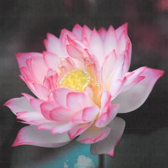 Kenny Lockwood Acupuncture - Lotus blossom - Acupuncture Near Me - Providence, Rhode Island Kenny Lockwood Acupuncture - Lotus blossom - Acupuncture Near Me - Providence, Rhode Island