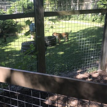 Peoria Zoo - A tiger - Zoos Near Me - Peoria, Illinois Peoria Zoo - A tiger - Zoos Near Me - Peoria, Illinois
