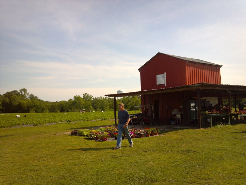 STRAWBERRIES ON 903 Updated October 2024 4084 Nc 903 S, Winterville