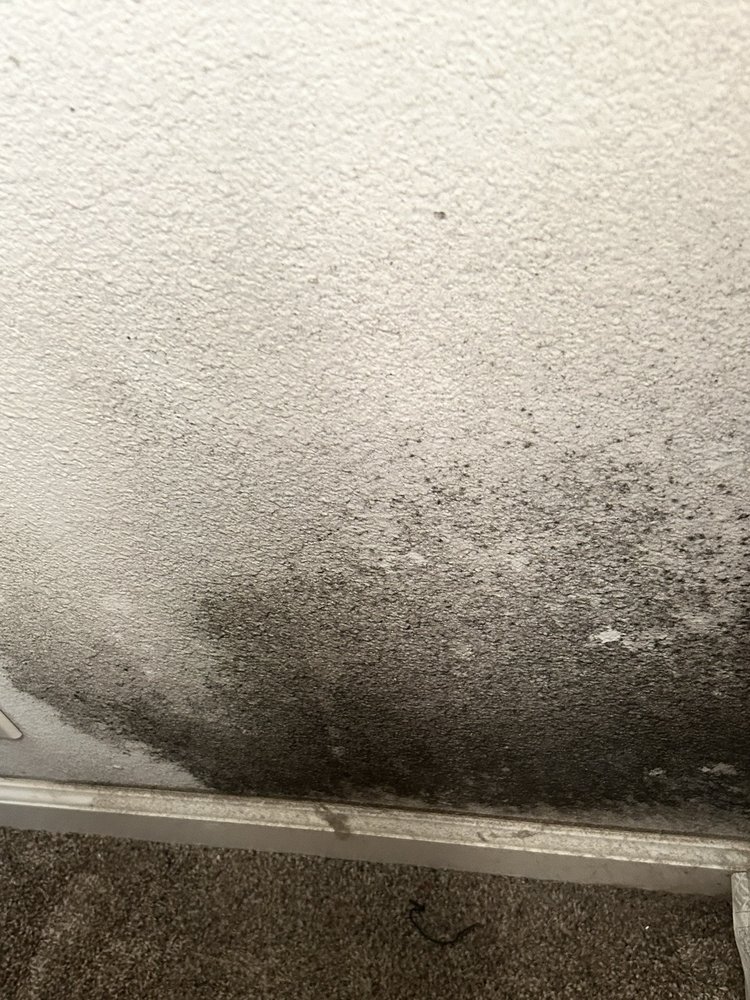 A&A Mold And Allergy Investigations - mold inspector in San Diego, CA